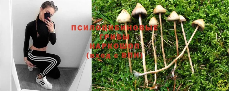 Галлюциногенные грибы Psilocybe  где купить наркоту  Тарко-Сале 